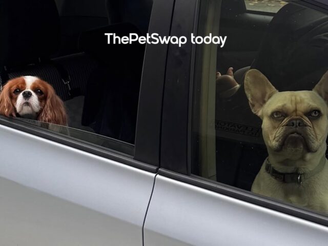 The Pet Swap group