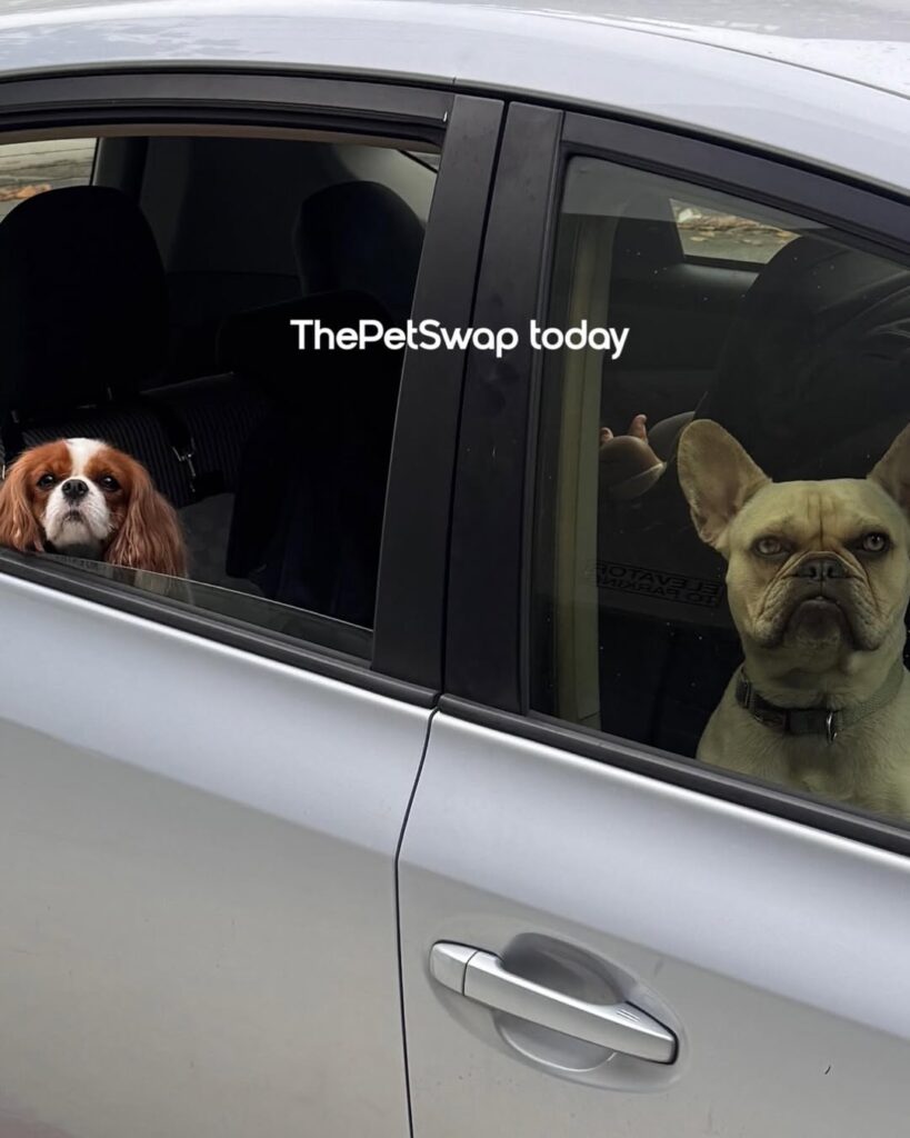 The Pet Swap group